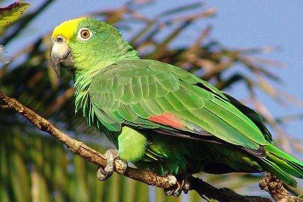 Ручные молоденькие птенцы попугая Амазона