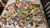 Pocztówki kartki stare pies psy zwierzęta zestaw 41 szt