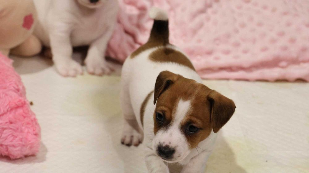 Urocza suczka Jack Russell Terrier z hodowli "BREFIO" /bad. genetyczne