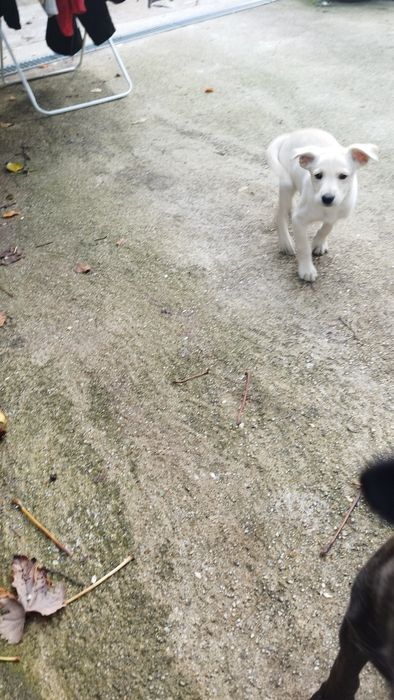 Dou cão branquinho com 2 meses