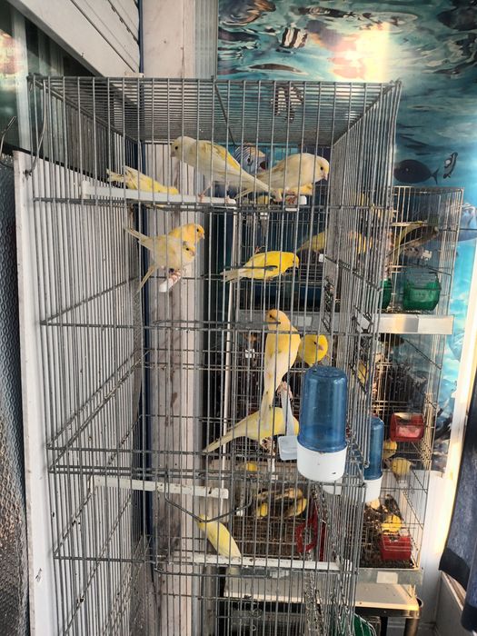 Canários miniaturas espanhois e llarguets