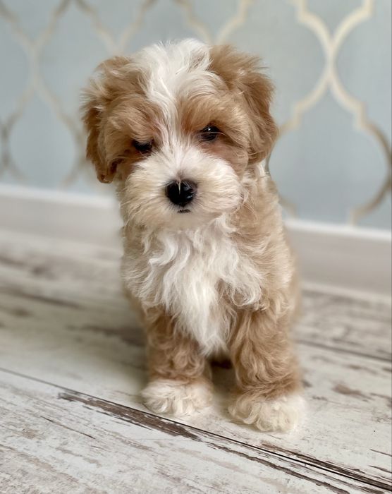 Maltipoo sunia F1