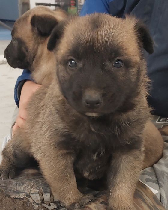 Owczarek Belgijski Malinois szczeniaki