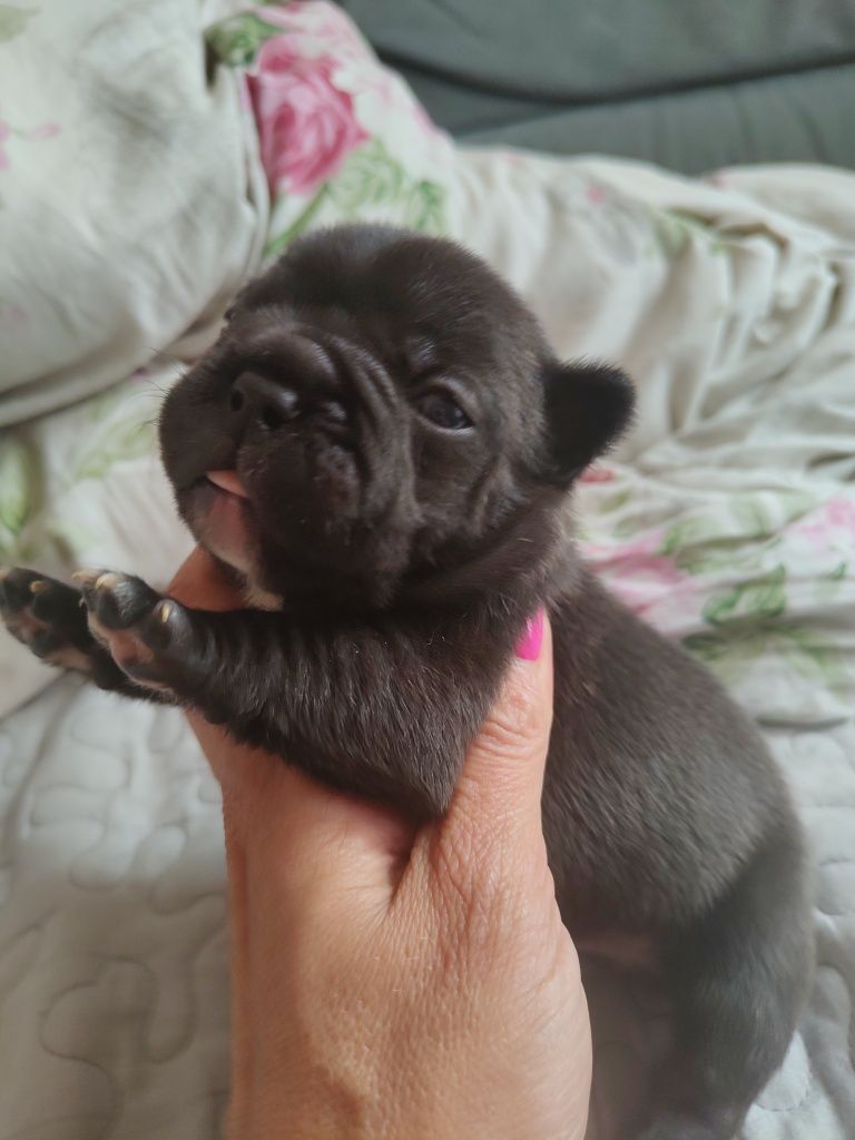 Buldog francuski