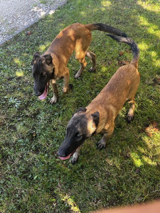 Owczarer belgijski z rodowodem malinua