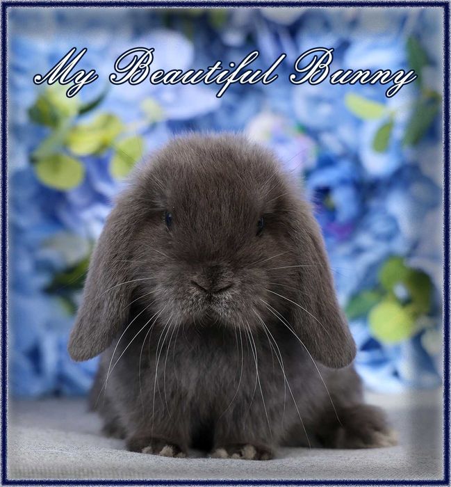 Młody Królik Mini Lop - Blue