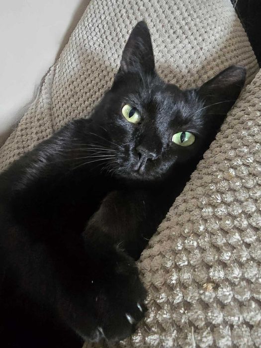 Łagodna, czarna piękność