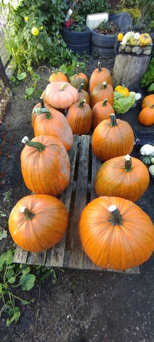 Dynia, dynie, dynię ozdobne