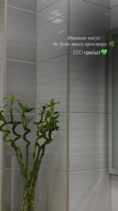 Бамбук Dracaena Sanderianа