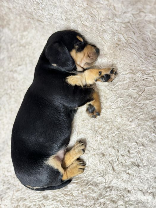 Песик від такси та лабоадора