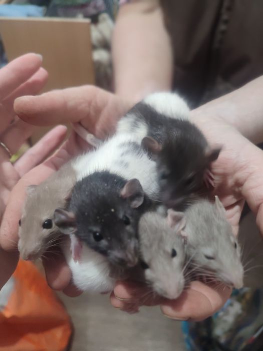 Крысы разные породы