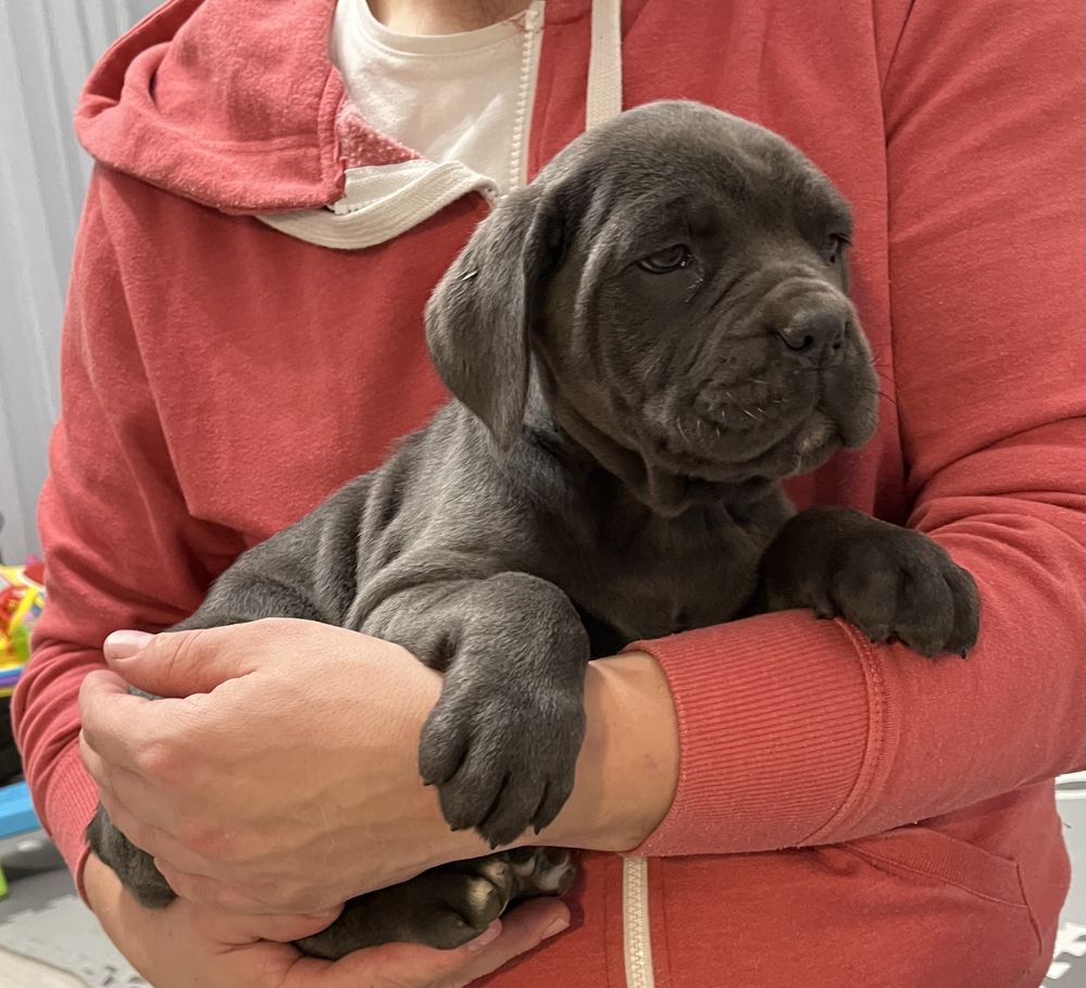 Cane Corso Suczka Wzorowa