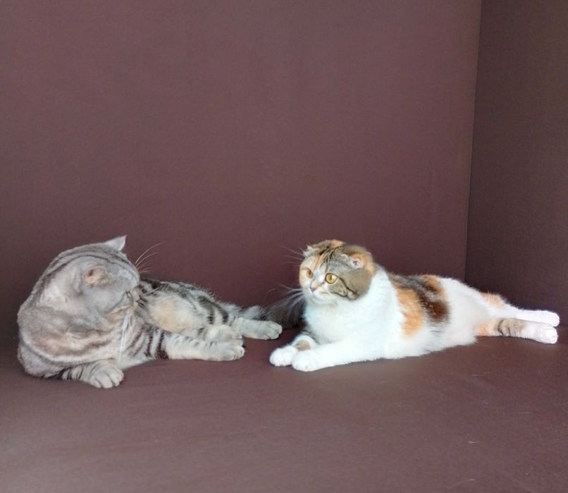 В'язка. Скоттіш страйт