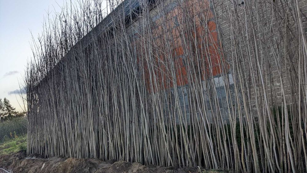 Sadzonki klon pospolity, jawor, jesionolistny, zwyczajny