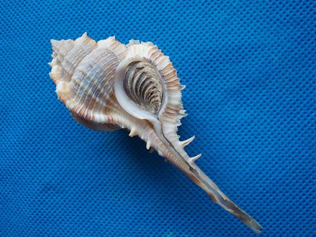 Muszle morskie- Vokesimurex malabaricus