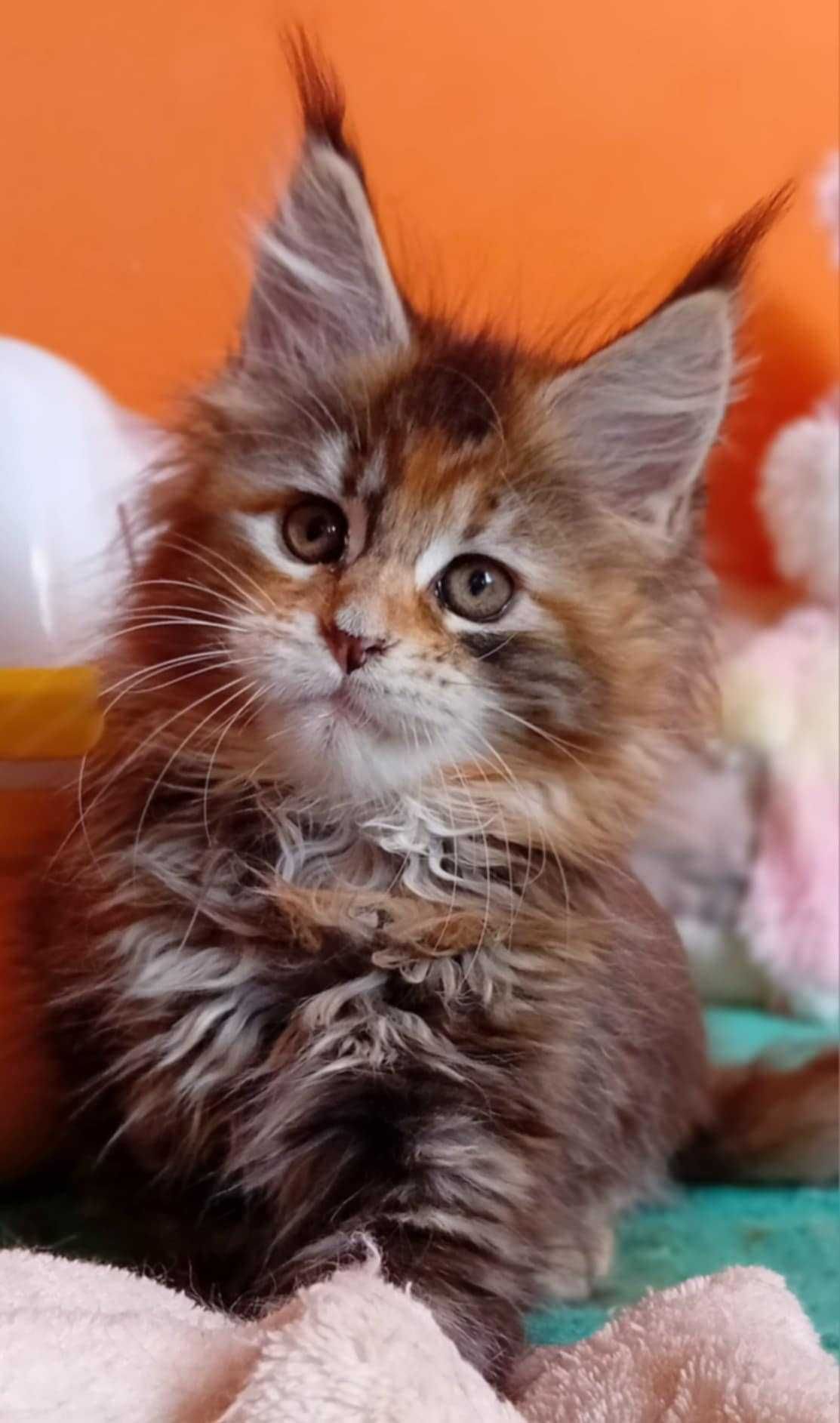 Zarezerwowana / kolorowa koteczka Maine Coon z w opcji do hodowli