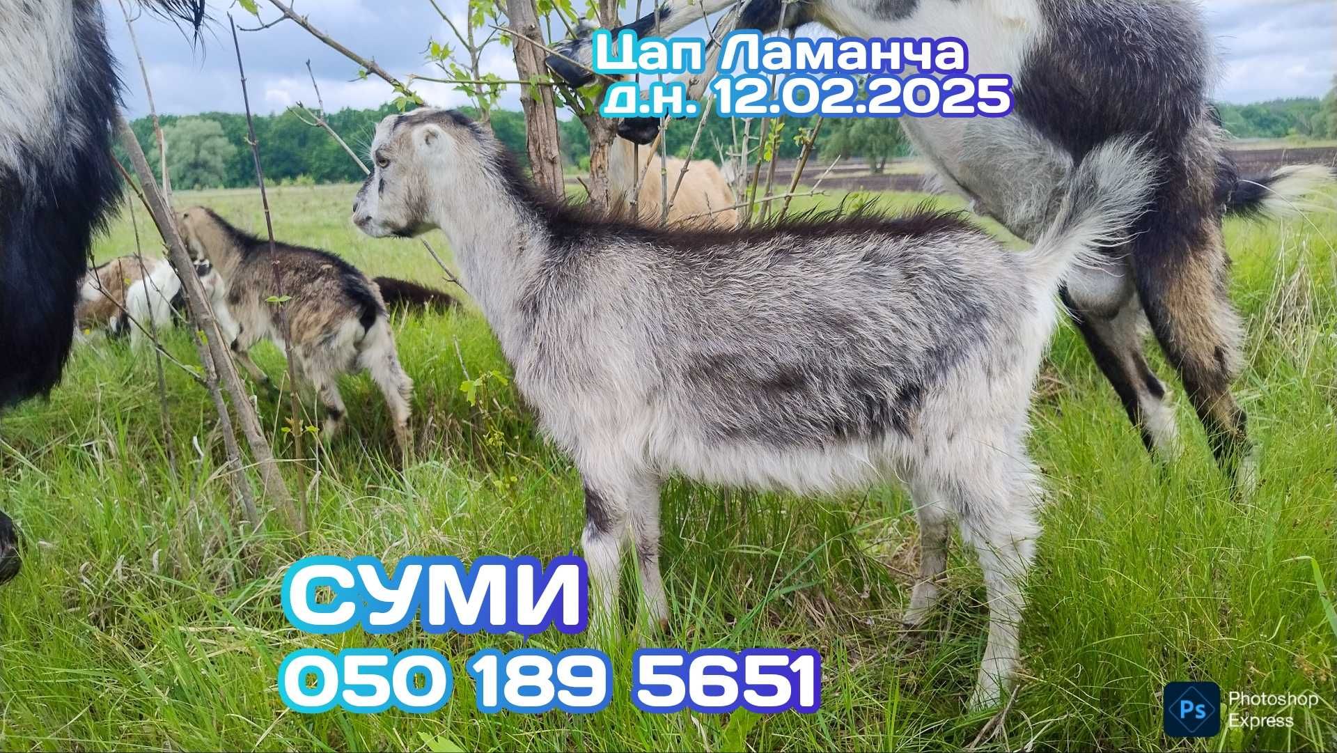 Цап Ламанча ~ д.н. 12.02.2025