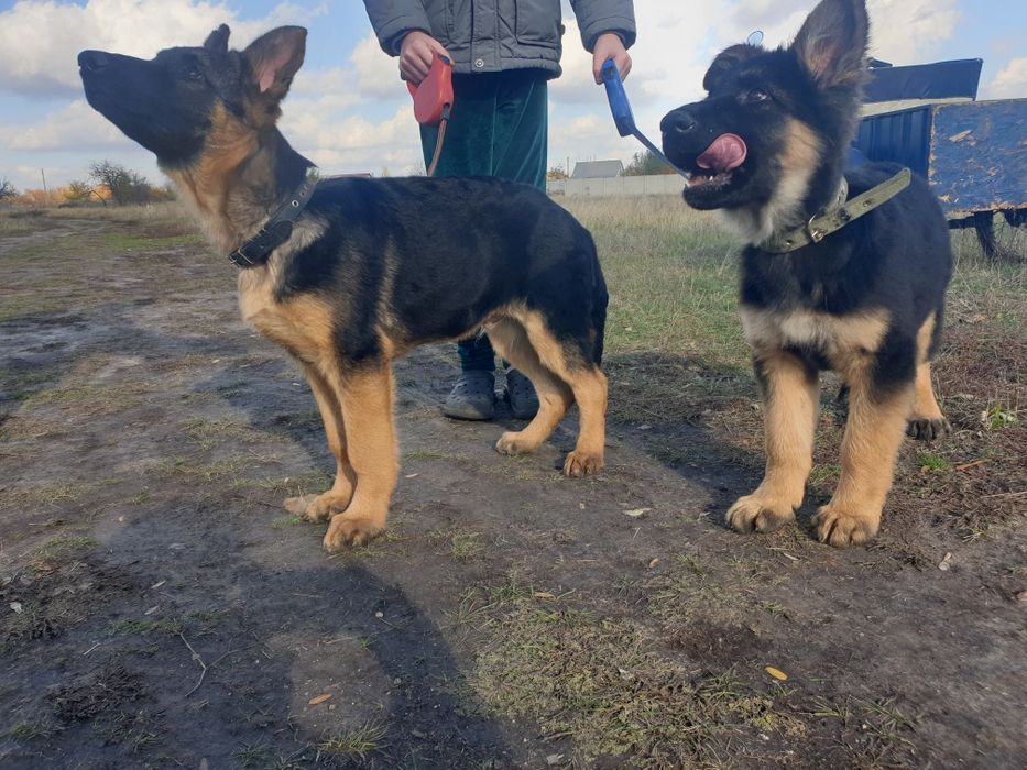 Подростки немецкой овчарки