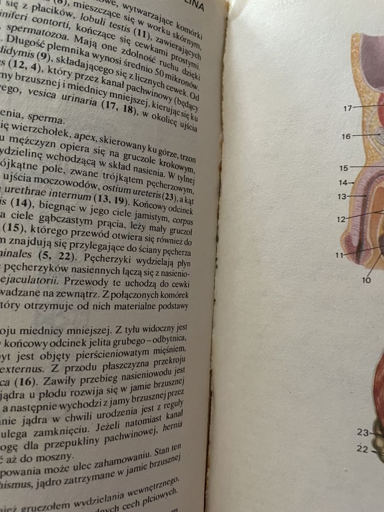 Mały atlas anatomiczny - Witold Sylwanowicz