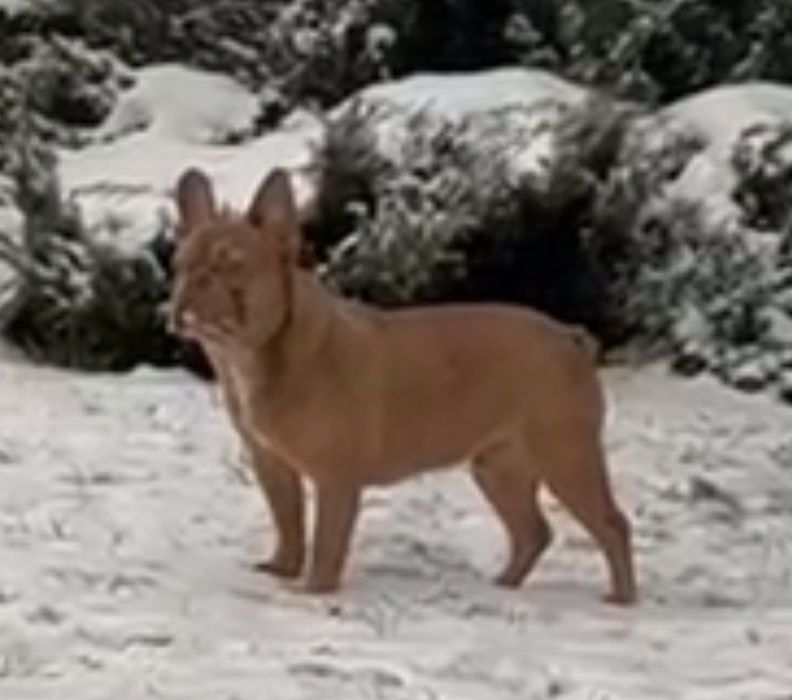 Изабелловое чудо