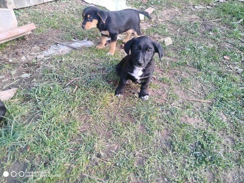 Oddam pieski szczeniaki !!!