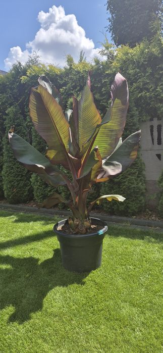 Yucca rostrata.  Trachycarpus fortunei.  Palma mrozoodporna