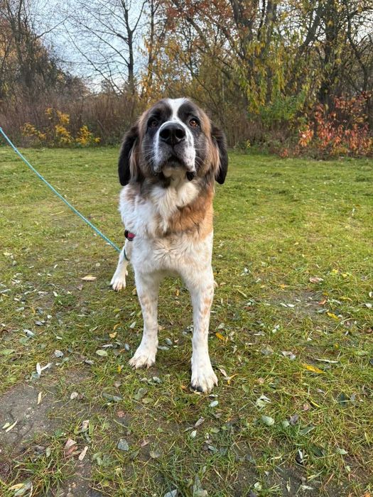 Taka piękna suni szuka domu