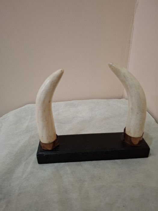 Ікла,  роги  16 сантиметрів