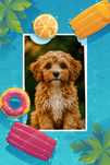 Cavapoo piesek wychowany przez behawioryste.