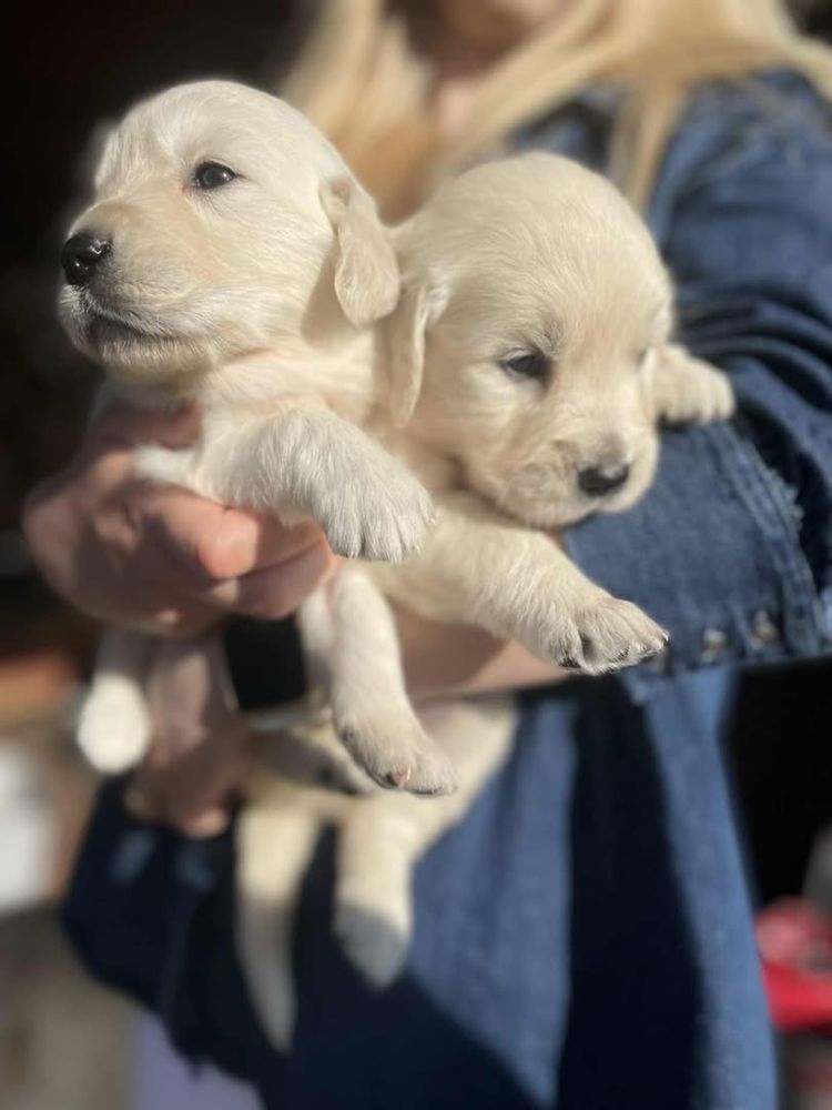 Golden retriever-szczenię