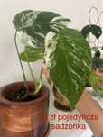 Monstera albo variegata rosnąca