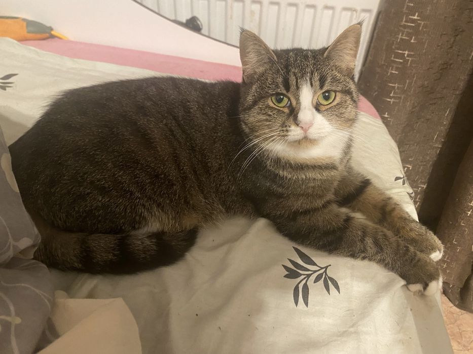 Дівчинка(стерилізована)в пошуках родини