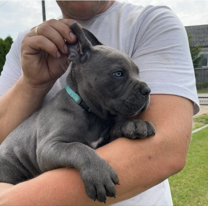 Cane Corso mocna  suczka