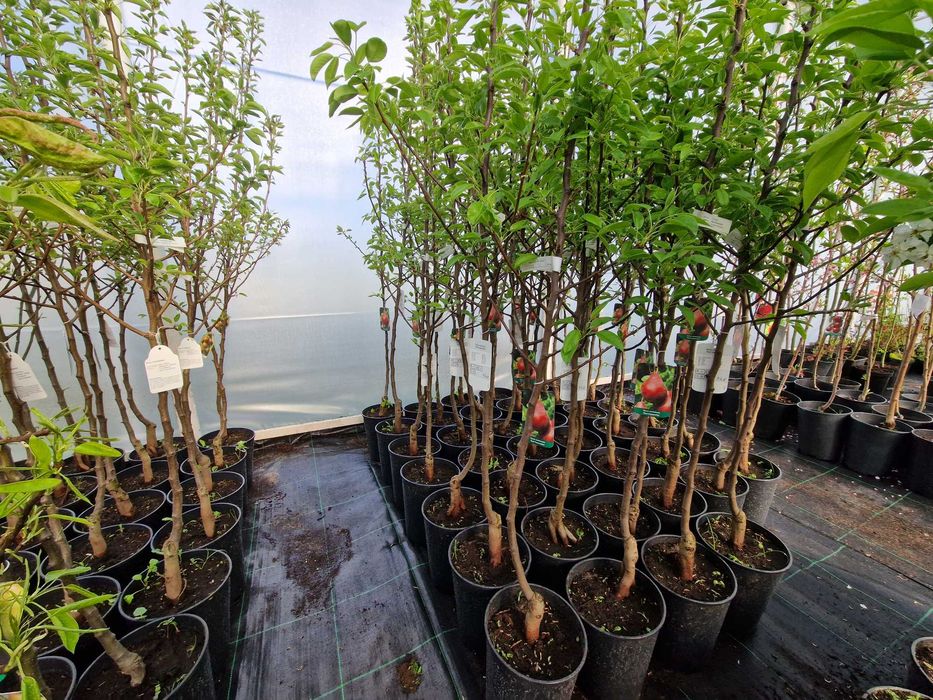 Drzewka Owocowe, Drzewka Ozdobne