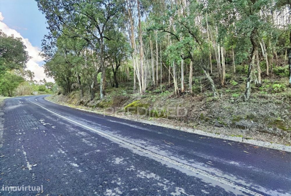 Terreno rústico , composto por eucaliptos / Amiais d Baixo