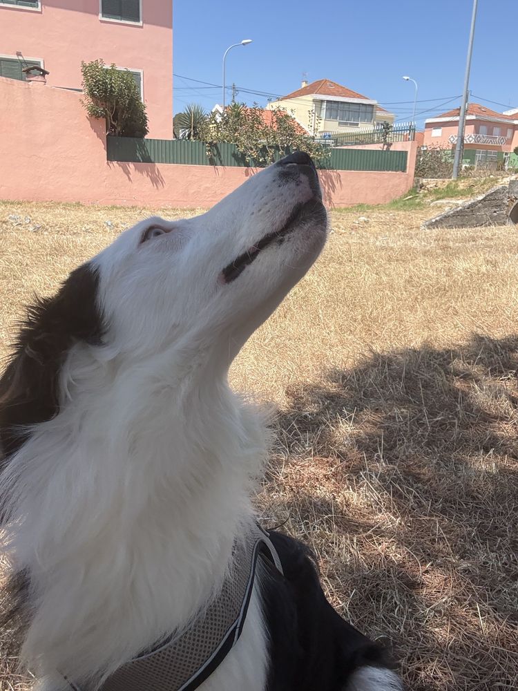 Damos border collie jovem