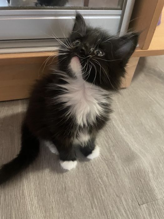 Кошенята мейн кун,дівчатка