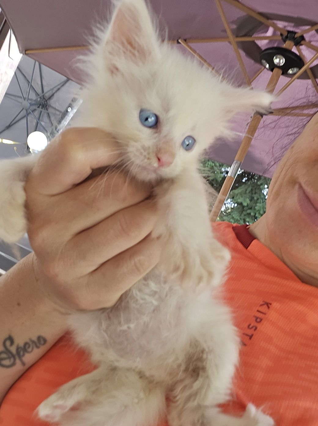Maine coon Felis Polonia kocurek