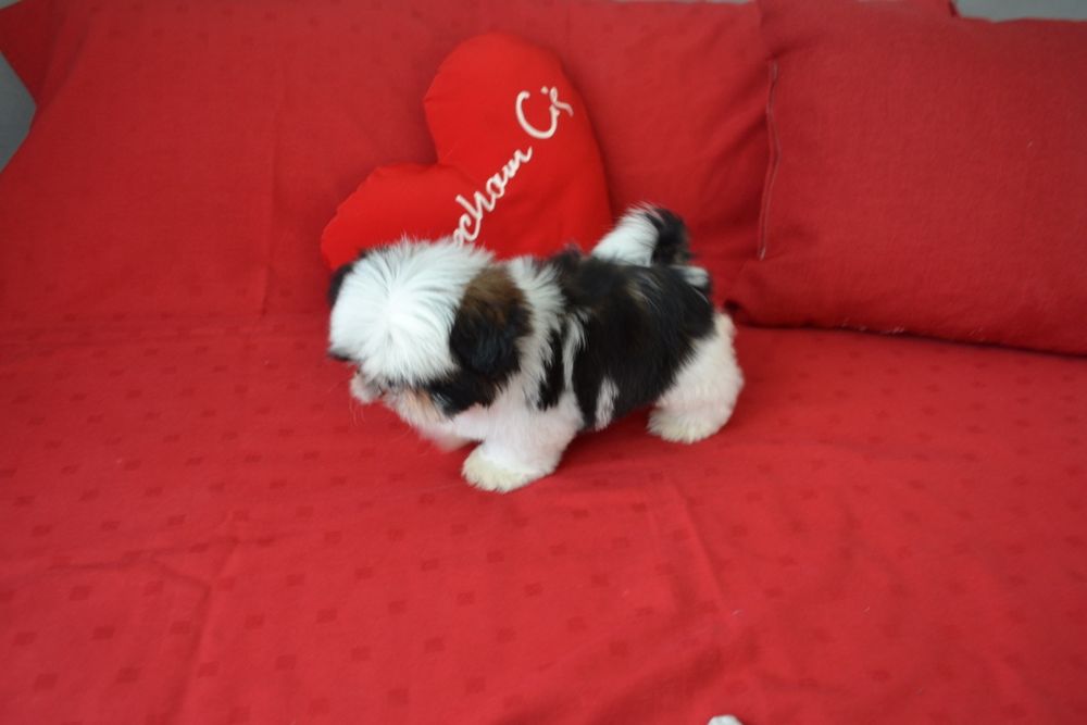 Śliczny miniaturowy piesek Shih tzu