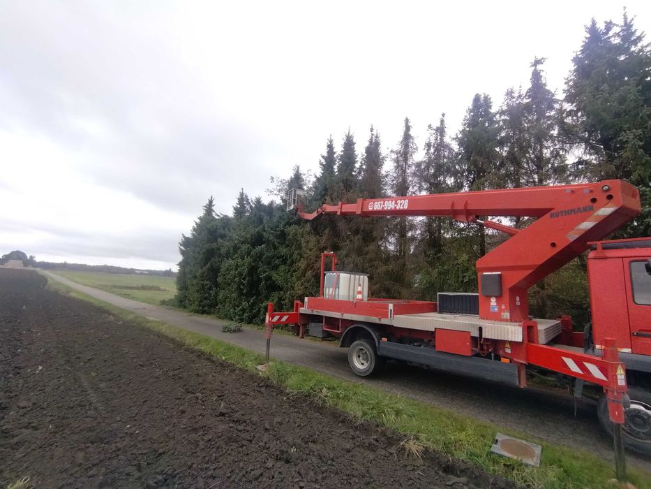 wycinki drzew ,podnośniki koszowe,wynajm itp..