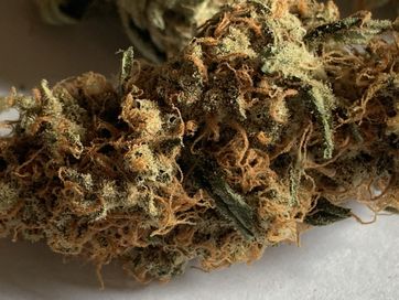 Marihuana Susz CBD THC Super jakość!!