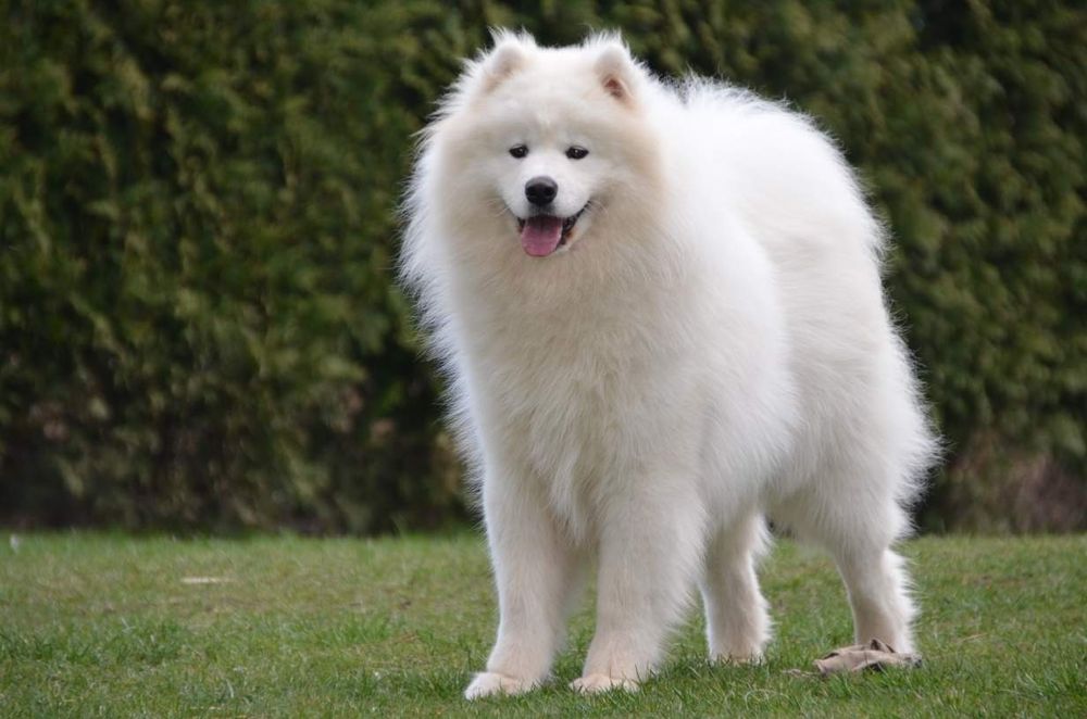 Samoyed ZKwP FCI