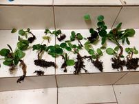 Pieniążek - Sadzonki pilea