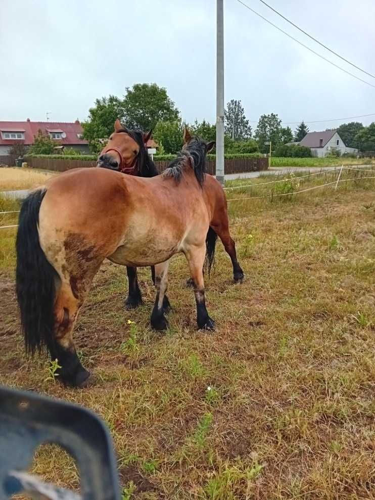 Klacze zimnokrwiste