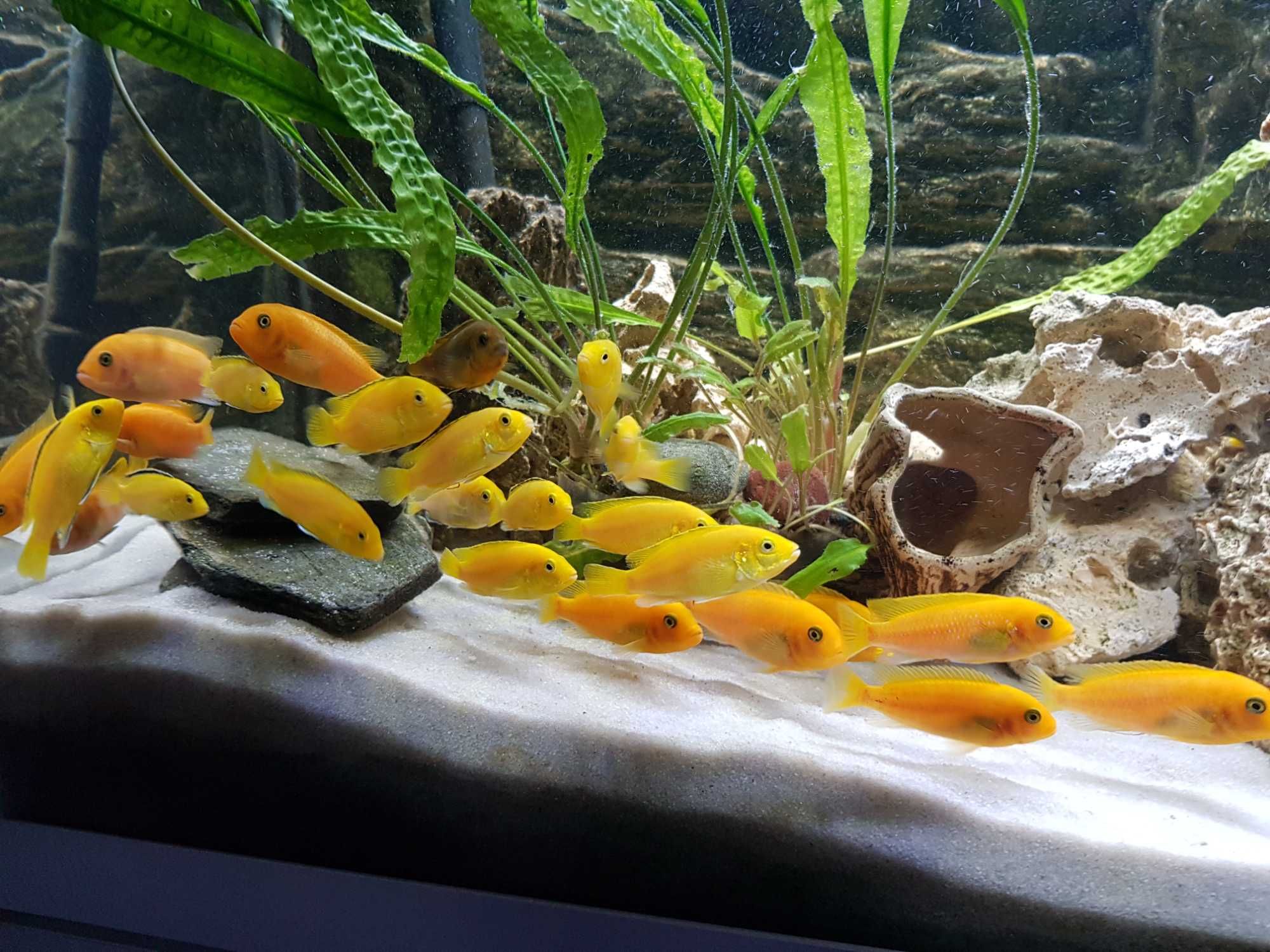 Pyszczaki Yellow, pyszczak żółty, harem 1+3