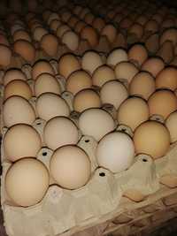 Jaja, jajka wiejskie kremowe