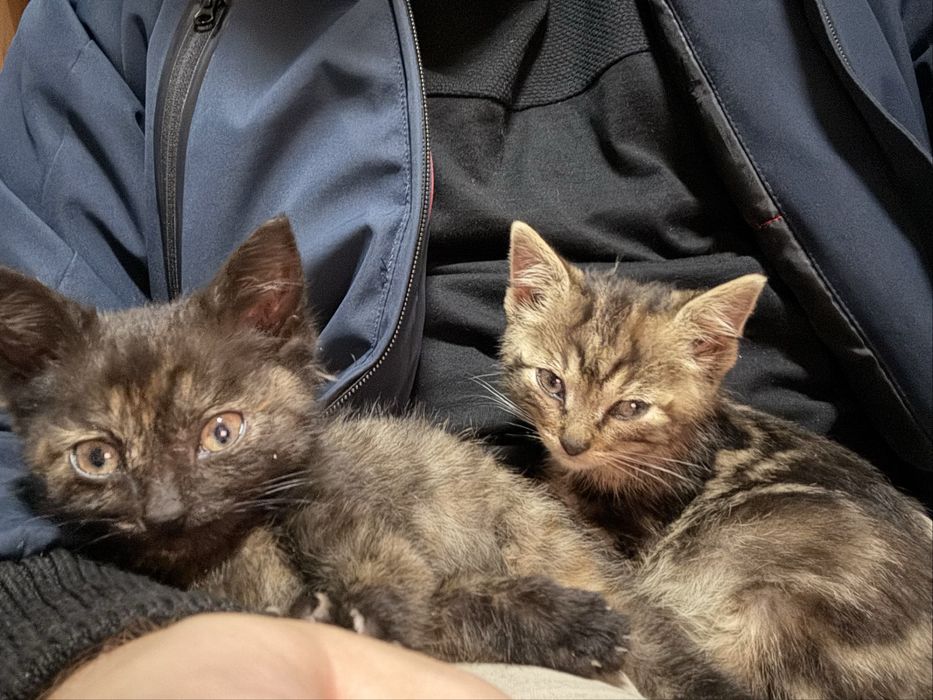 Kołobrzeg kotki do oddania