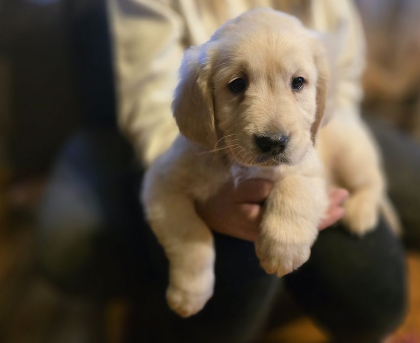 Golden retriever szczeniak
