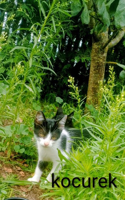 Do oddania 2 piękne kocurki