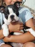 Boston terrier ZKwP